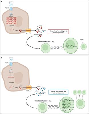 Facts and Perspectives: Implications of tumor glycolysis on immunotherapy response in triple negative breast cancer